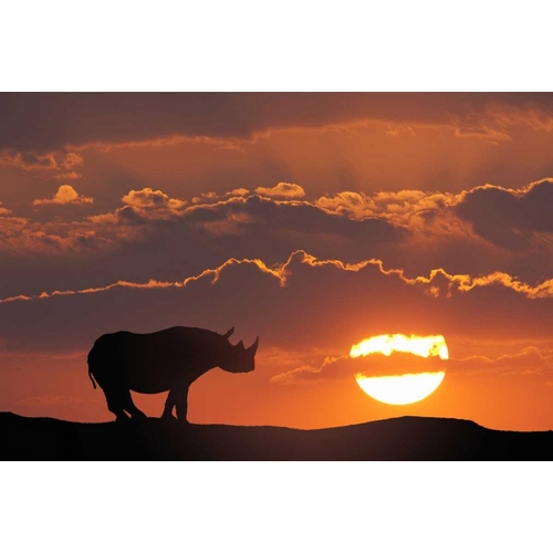 Kenya, Masai Mara White rhinos at sunset